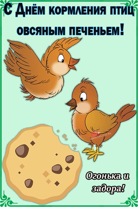 День кормления птиц овсяным печеньем - картинки прикольные на 2 ноября 2022