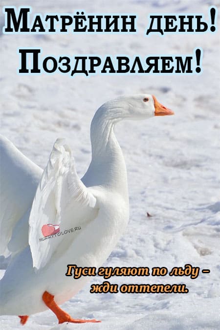 Матрёны зимние - картинки с надписями, поздравления на 22 ноября 2023