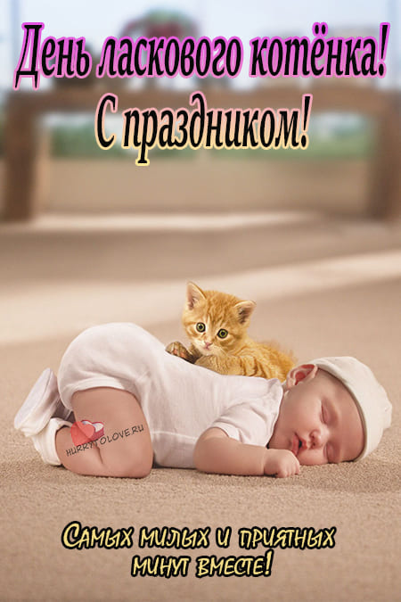 День ласкового котёнка - картинки красивые и смешные на 23 марта 2024