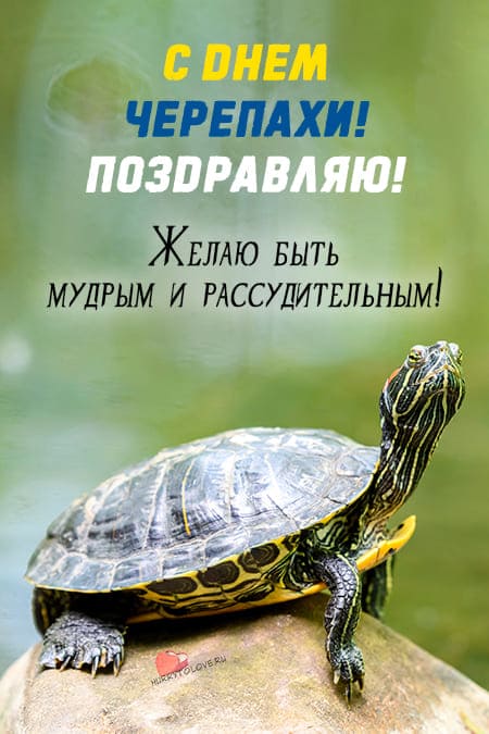 Всемирный День черепахи - картинки прикольные с надписями на 23 мая 2024