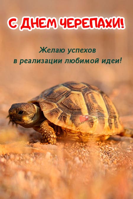 Всемирный День черепахи - картинки прикольные с надписями на 23 мая 2024