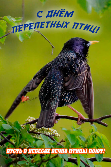 Всемирный день перелетных птиц - картинки с надписями, поздравления на 11 мая 2024