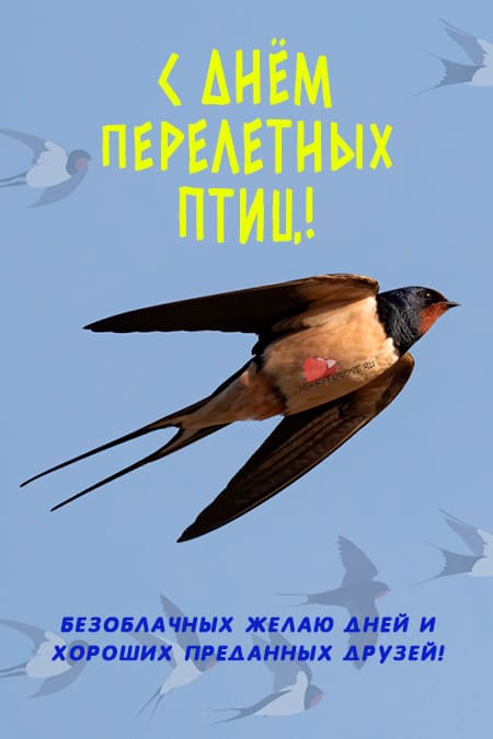 Всемирный день перелетных птиц - картинки с надписями, поздравления на 11 мая 2024