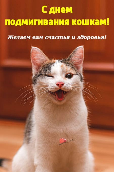 День подмигивания кошкам - прикольные картинки с надписями на 22 июня 2024