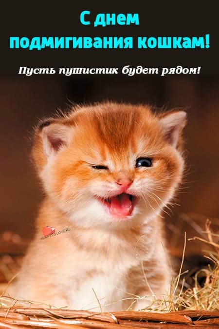 День подмигивания кошкам - прикольные картинки с надписями на 22 июня 2024