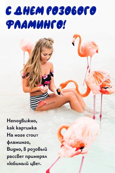День розового фламинго - красивые картинки с надписями на 23 июня 2024
