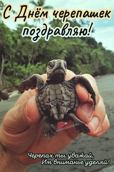 Международный день морской черепахи - картинки с надписями, поздравления на 16 июня 2024