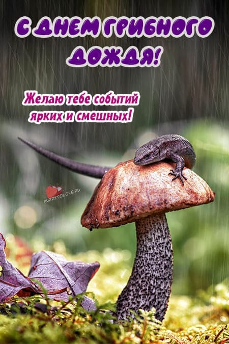 День грибного дождя - прикольные картинки, поздравления на 6 августа 2024