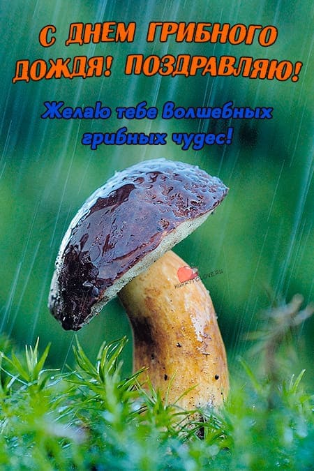 День грибного дождя - прикольные картинки, поздравления на 6 августа 2024