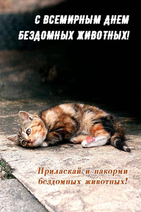 Всемирный день бездомных животных - картинки с надписями на 17 августа 2024