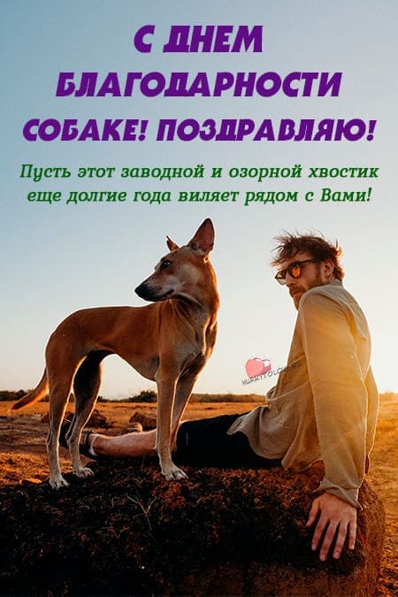 День благодарности собаке - картинки с надписями, поздравления на 26 августа 2024