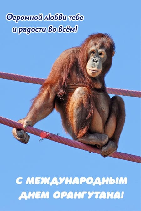 Международный день орангутана - прикольные картинки с надписями на 19 августа 2024