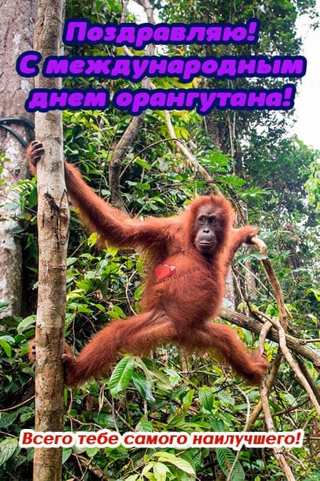 Международный день орангутана - прикольные картинки с надписями на 19 августа 2024