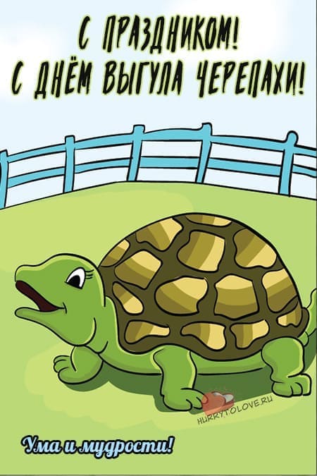 День выгула черепахи - прикольные картинки с надписями на 14 августа 2024