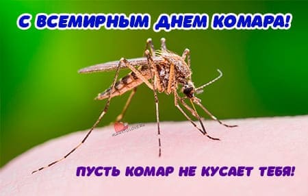 Всемирный день комара, картинка для поздравления на праздник.