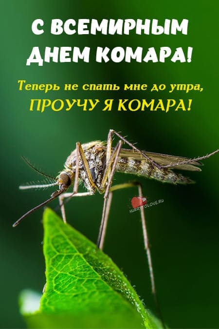 Всемирный день комара - прикольные картинки с надписями на 20 августа 2024