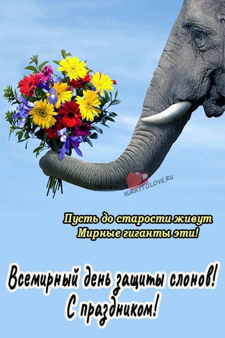 День защиты слонов - прикольные картинки на 22 сентября 2024