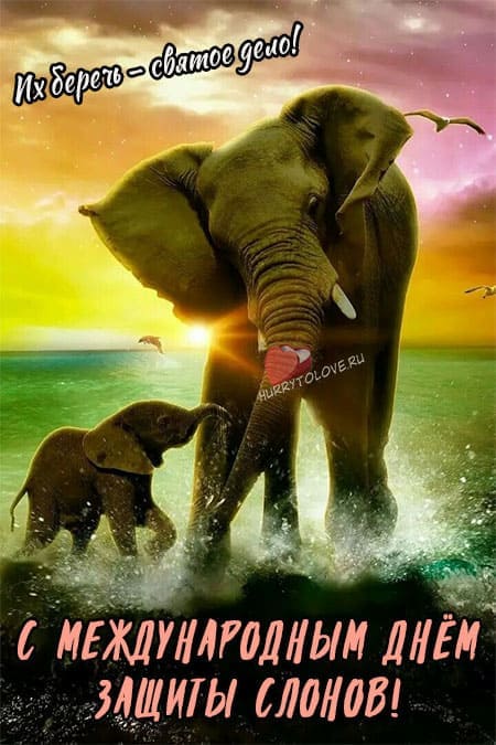 День защиты слонов - прикольные картинки на 22 сентября 2024